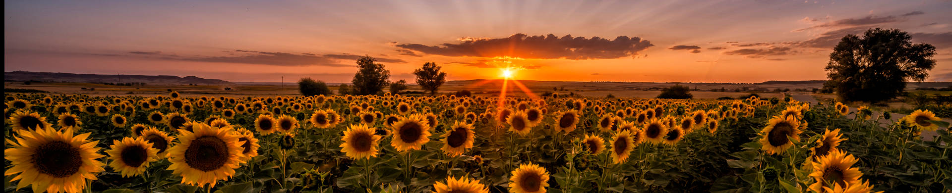 Girasoles en Presencio